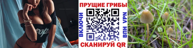 Псилоцибиновые грибы Magic Shrooms  блэк спрут ONION  Зима 